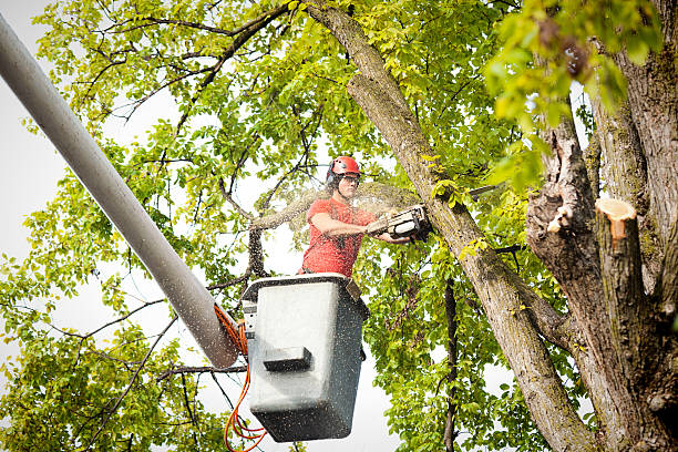 Best Tree Branch Trimming  in North El Monte, CA